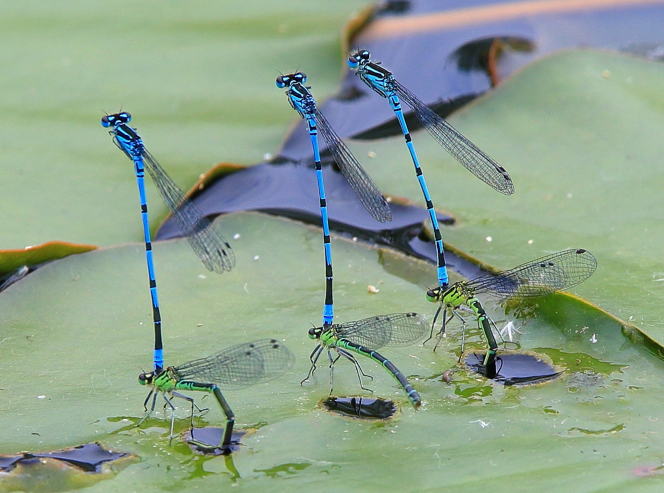 Six blue and gree damselflies on a water lily leaf